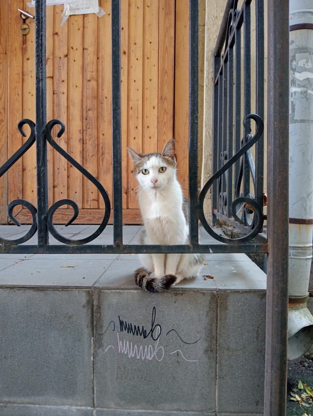 Уличных трёхцветных кошек тред