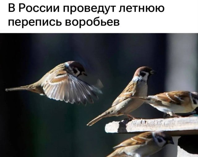 *БАЯН*Новая кормушка
