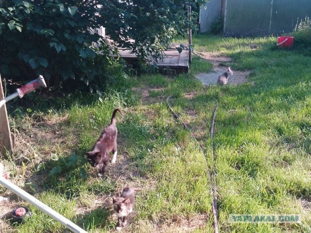 Жизнь домашнего приюта для котеек 579