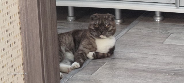 Фотки красивого кота.