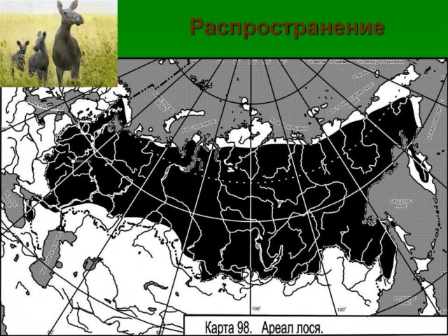 Суслика видишь? А он есть(с). Штрафы на дороге.