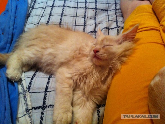 Коты и время