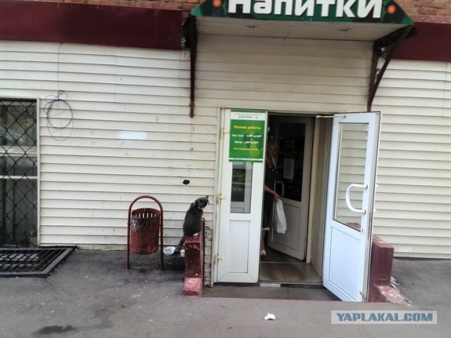 Котовторник   27.08.2013