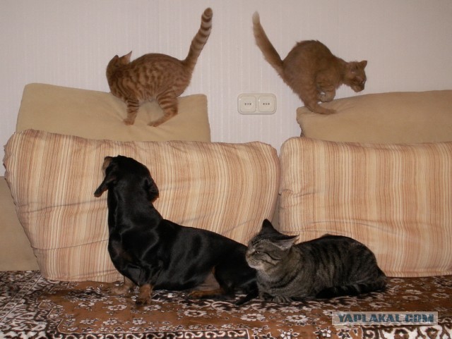 Котовторник 8.10.2013
