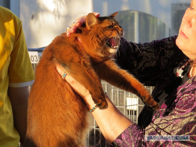 Котовторник 22.10.2013