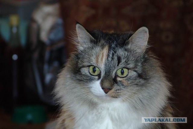 Котовторник 12.11.2013