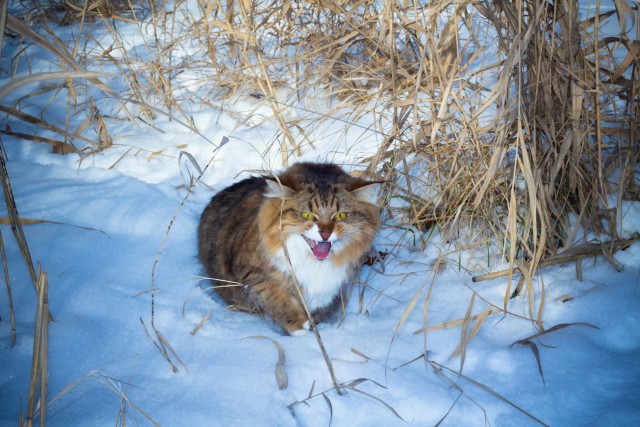 Котовторник  28.01.14