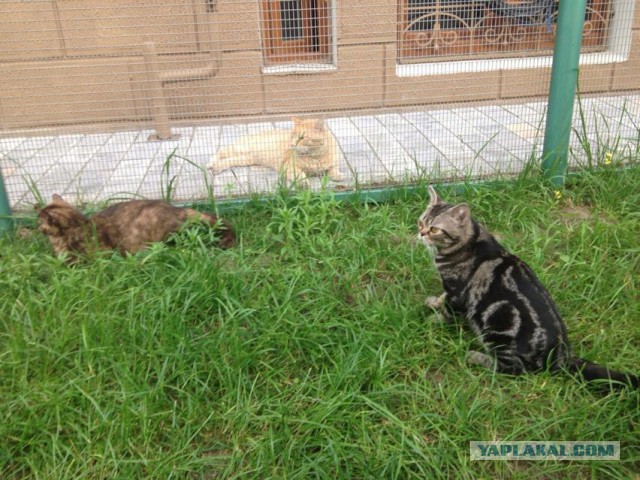 Котовторник 25.02.2014