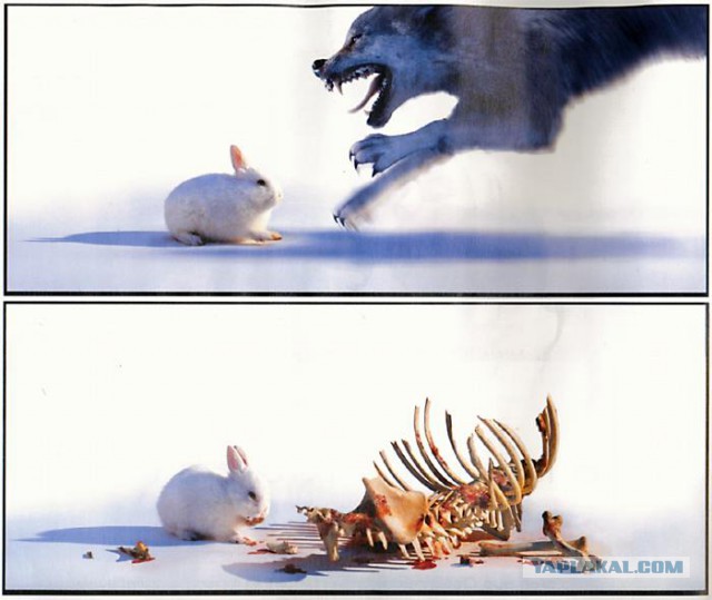 Правда про зайцев