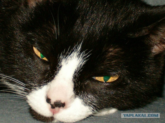 Котовторник  08.04.2014