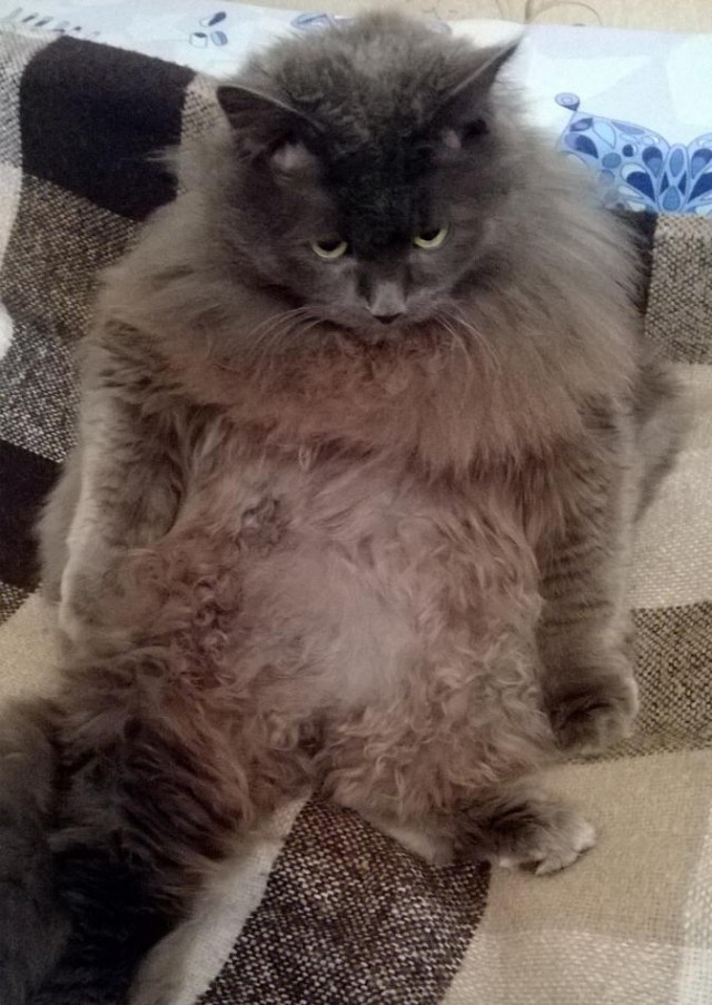 Котовторник 29.04.14.