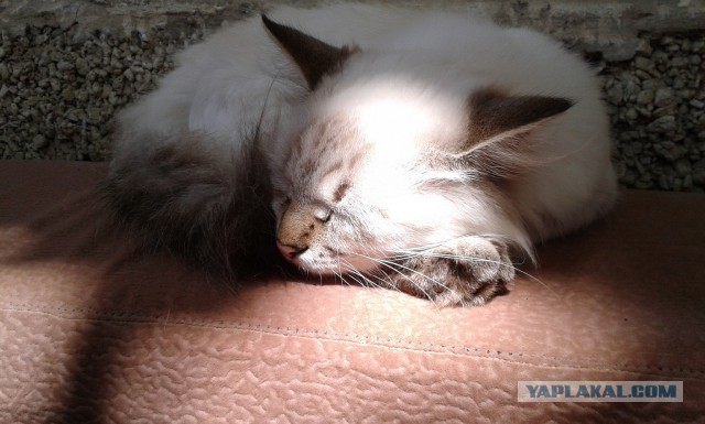 Котовторник 09.09.2014