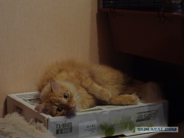 Котовторник 23.09.2014.