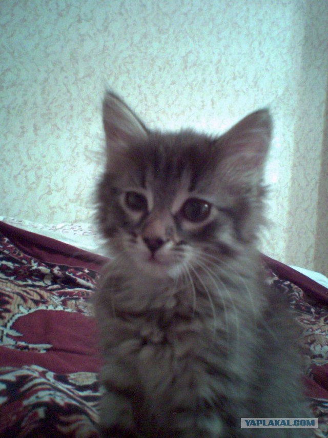 Котовторник 7.10.2014