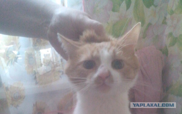 Котейка пойман на месте преступления!