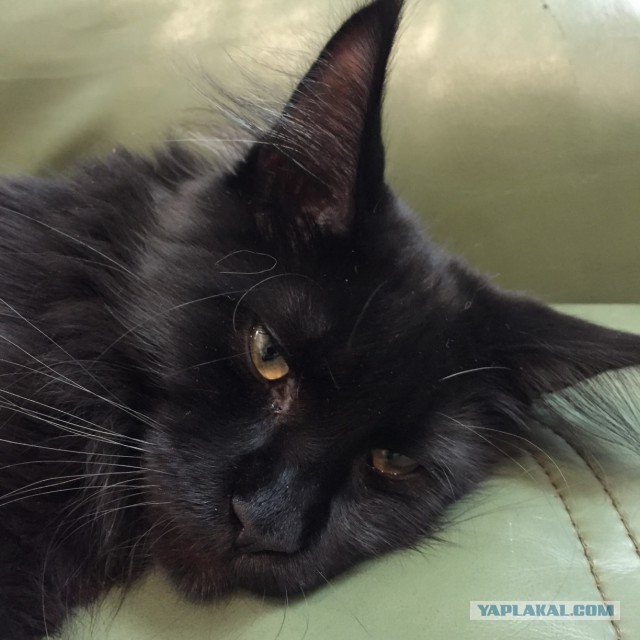 Котовторник
