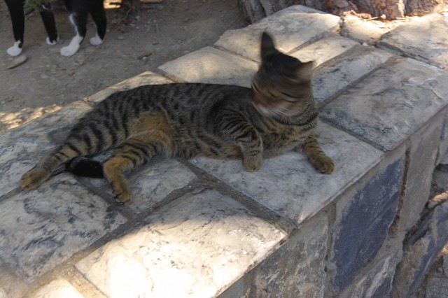 Котовоскресенье