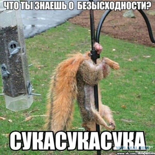 Животные ,которые застряли.