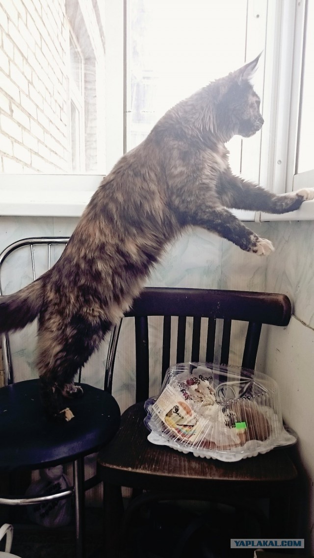 Котовторник