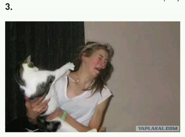 15 котов которые не хотели фотографироваться