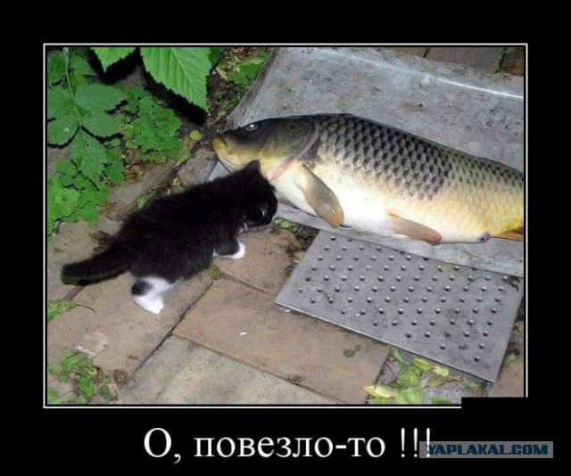 Подборка веселых картинок