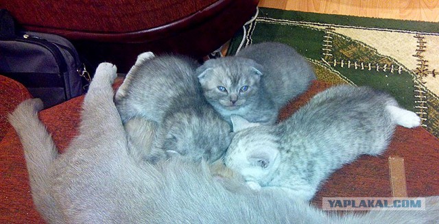 Котовторник 03.11.2015