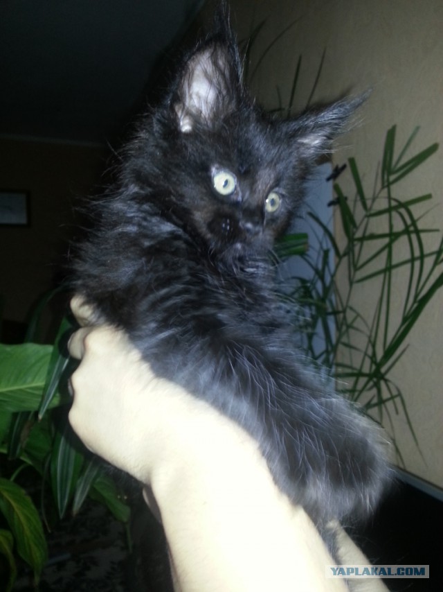 Котовторник 17.11.2015