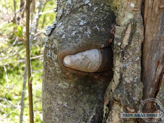 Танки поглощенные природой. Всё проходит...