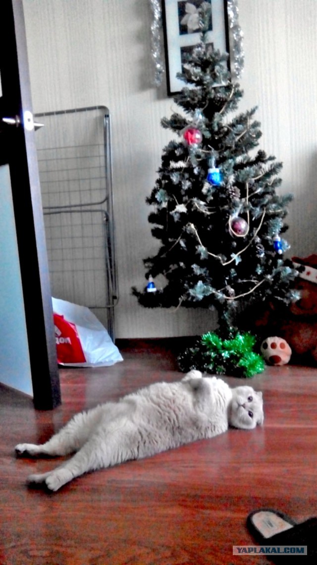 Котооо-о-о-вторник
