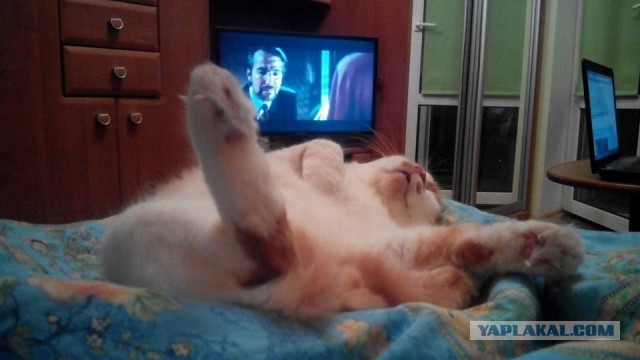 Котовторник