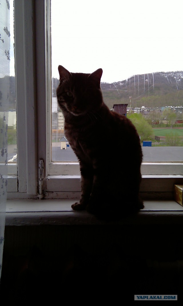Котовторник  14.06.2016