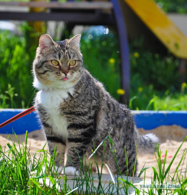 Котейко с вечно высунутым языком