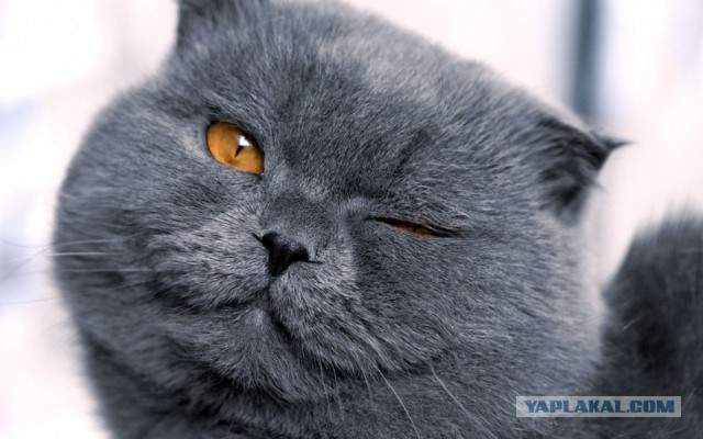 Блокнот Кота Учёного ©TimaKlimenko