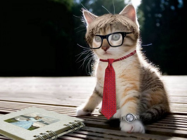 Коты из сети