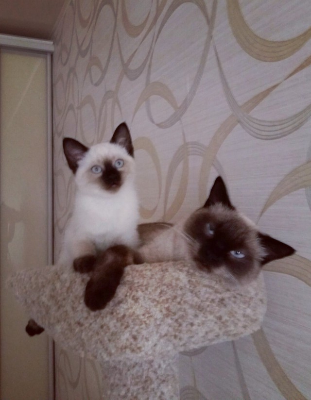 Коты из сети