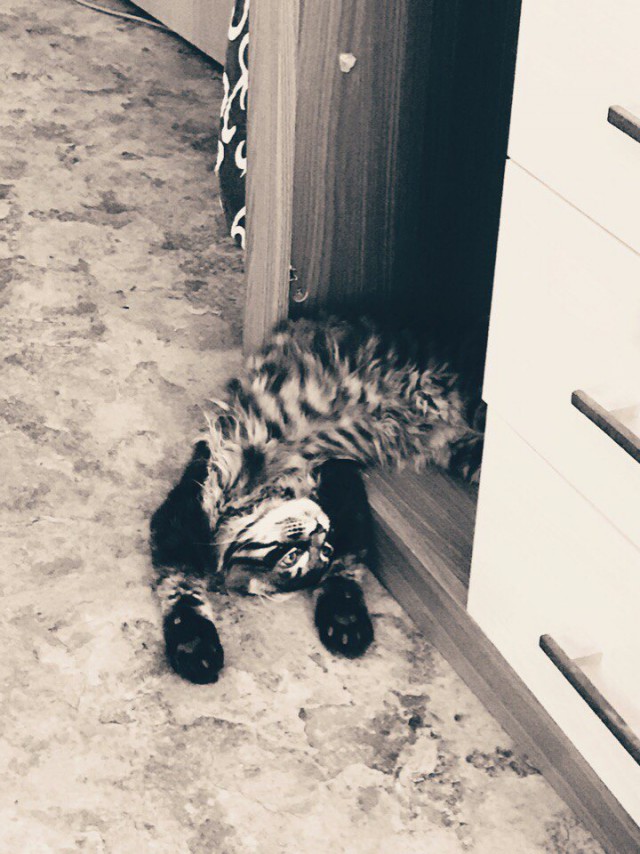 Котовторник 07.03.2017