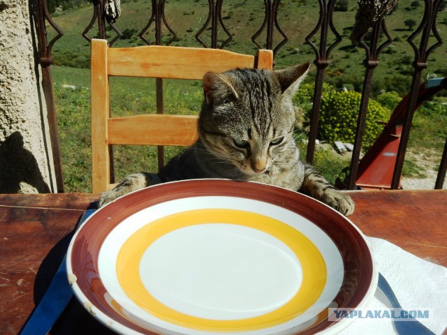 Ризотто с уткой и домашняя шаурма