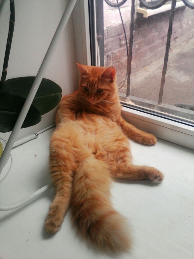 Коты и Кошки