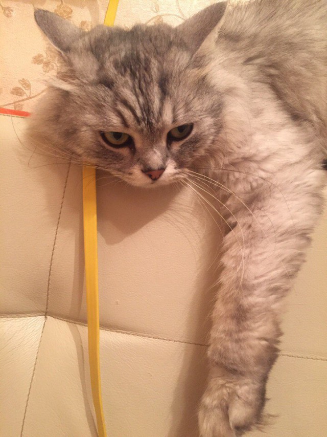 Коты и Кошки
