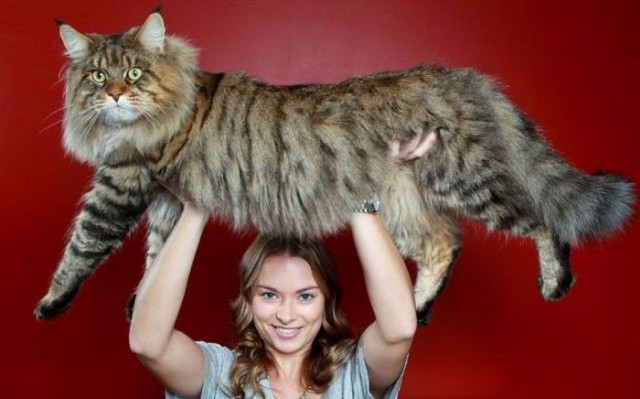 Коты и Кошки