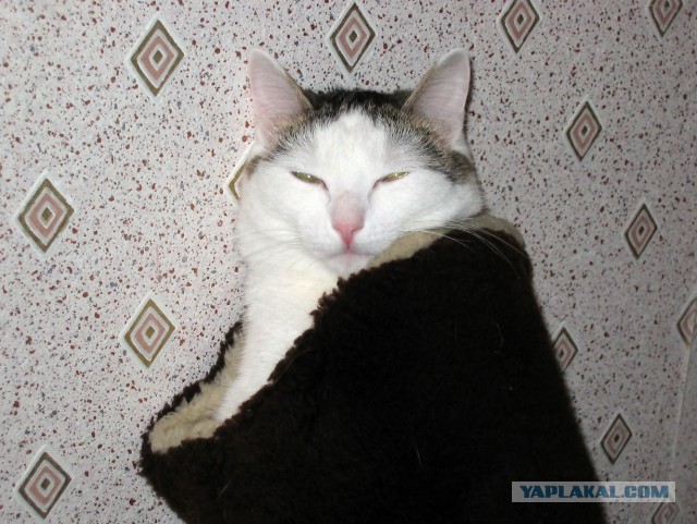 Котовторник 23/05/2017