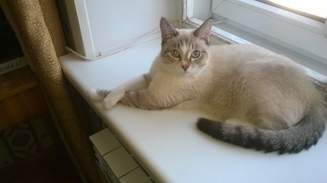 Коты и Кошки
