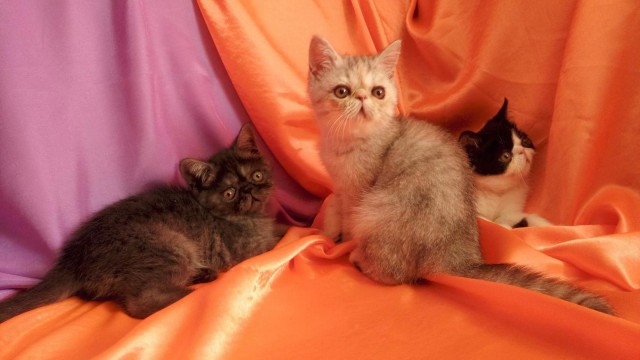 Коты и Кошки