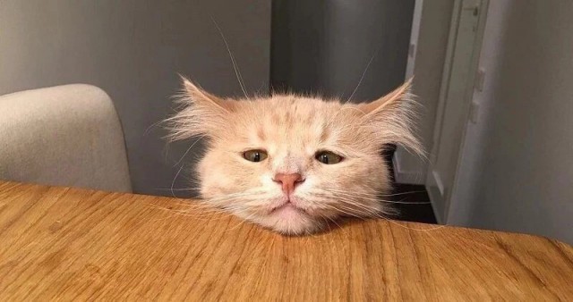 Прикольных котов пост