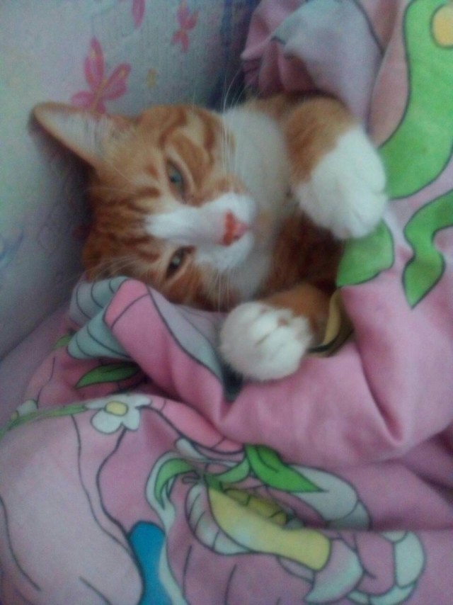 Котовторник 24.04.2018