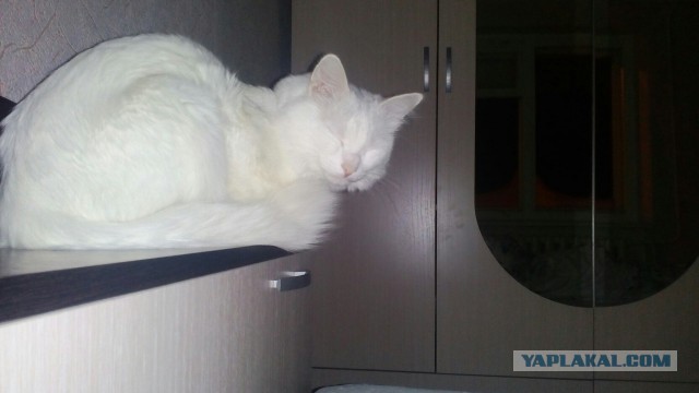 Котовторник 22.05.2018
