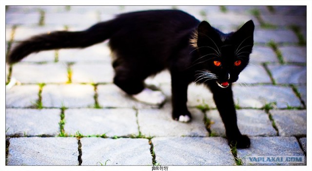 Котовторник (16.09.08)