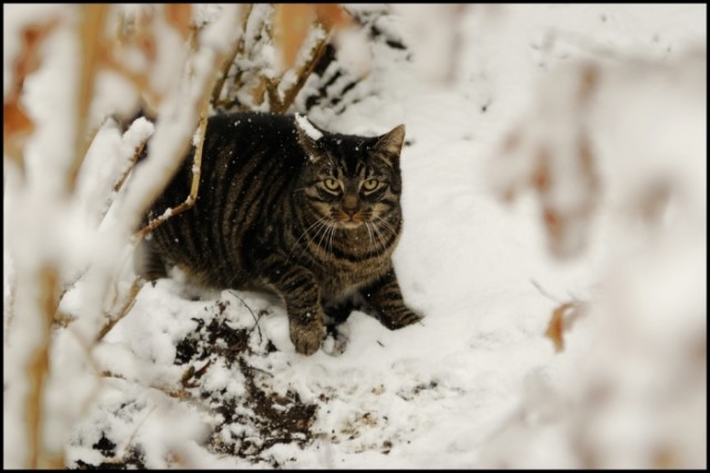 Котовторник на ЯПлакалъ