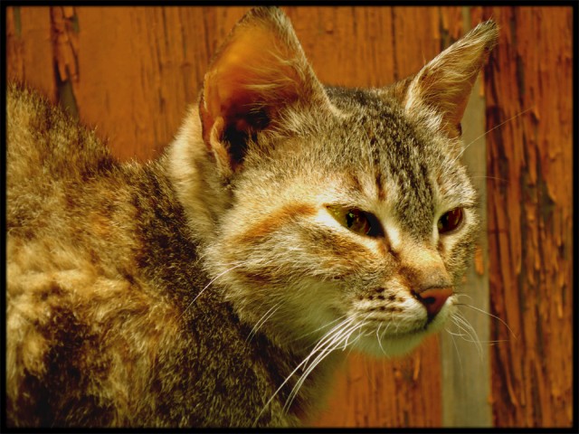 Котовторник!