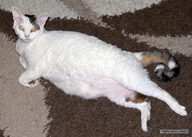 Котовторник стартует